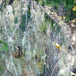 Naava : Kaksi kappaletta